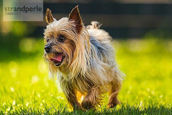 Ein toller Yorkshire Terrier hat Spaß daran  auf die Kamera zuzulaufen. Hundehintergrund