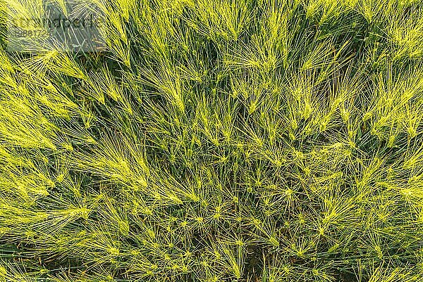 Grüner Weizen auf dem Feld im Frühling. Selektiver Fokus  flacher DOF Hintergrund. Pubescent Roggen Landwirtschaft Konzept