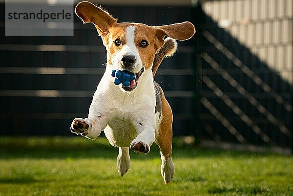 Hund Beagle mit langen Schlappohren auf einer grünen Wiese im Frühling  Sommer läuft mit Ball auf Kamera zu. Hintergrund rechts