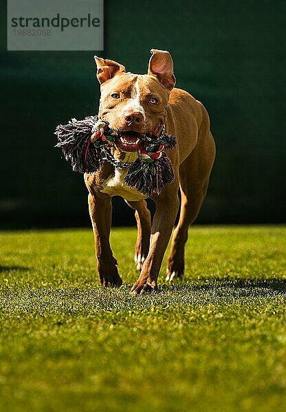 Hund läuft im Hinterhof  Amstaff Terrier mit Spielzeug Seil läuft in Richtung Kamera. Vertikales Foto. Aktives Hundethema