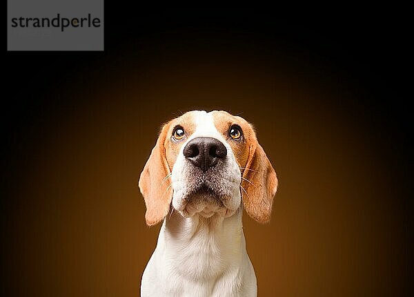 Schöner Beagle Hund vorschwarzem Hintergrund. Studio schießen Blick nach oben  headshoot Porträt