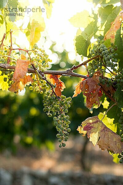 Grüne Weintrauben auf einem Bauernhof  Abendsonne  Toskana