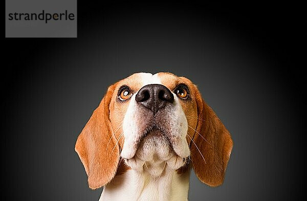 Schöner Beagle Hund vorschwarzem Hintergrund. Studio schießen Blick nach oben  headshoot Porträt