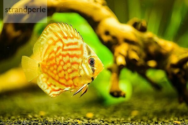 Bunte Fische aus der Gruppe der Diskusfische (Symphysodon) im Aquarium. Nahaufnahme  selektiver Fokus