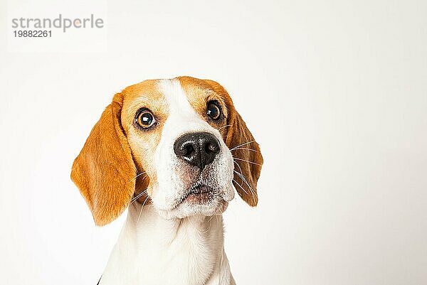 Hund Kopfschuss isoliert gegen weißen Hintergrund. Beagle Hund Nahaufnahme