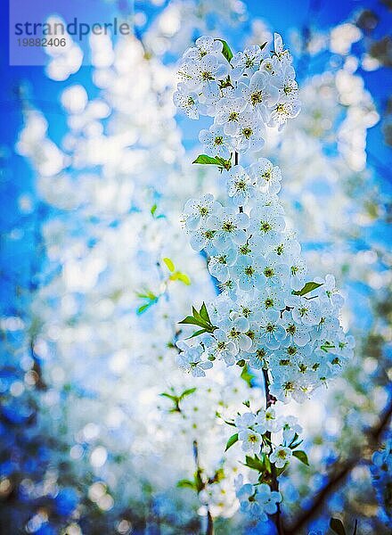 Sehr hell blühenden Kirschbaum auf Hintergrund Bokeh weißen Blumen Instagram Stil