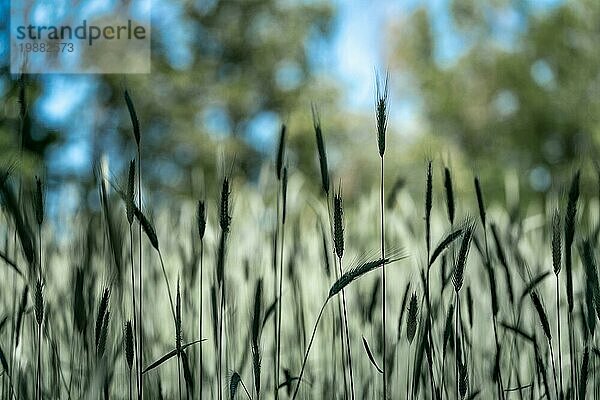 Nahaufnahme von Weizen bewegt sich sanft in einer Sommerbrise mit einem blaün Bokeh Hintergrund