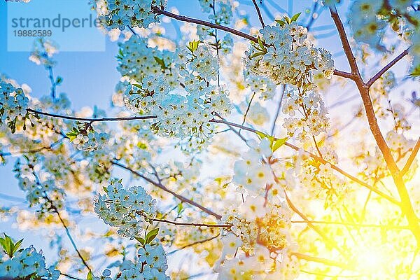 Blumen von blühenden Kirschbaum auf Sonnenaufgang floralen Hintergrund Instagram Stil