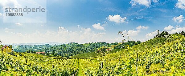 Österreich  2. Juni 2018: Weinbaugebiet Leibnitz bekanntes Ziel Weinstraßengebiet Südsteiermark  Weinland im Sommer. Touristisches Ziel. Grüne Hügel und Weintrauben  Europa