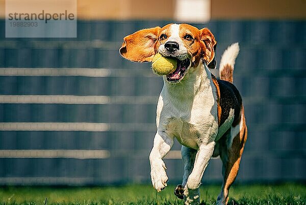Beagle Hund Spaß im Hinterhof  im Freien laufen mit Ball in Richtung Kamera. Agile Hundetraining