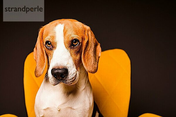 Ein Beagle Hund sitzt auf einem gelben Stuhl vor einem schwarzen Hintergrund. Niedlicher Hund auf Möbeln  Kopierbereich auf der rechten Seite