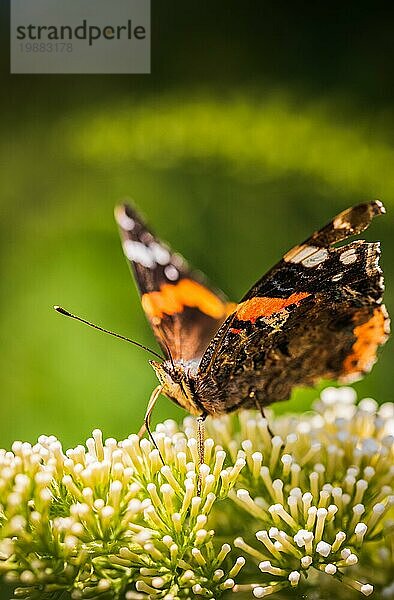 Nahaufnahme des Roten Admirals oder des Roten Admiral (Vanessa atalanta) Schmetterlings auf einer Blüte. Thema Bestäubungsinsekten  selektiver Fokus