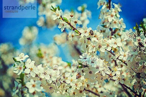 Blüte der Kirsche Nahaufnahme Ansicht floral Hintergrund Instagram Stil