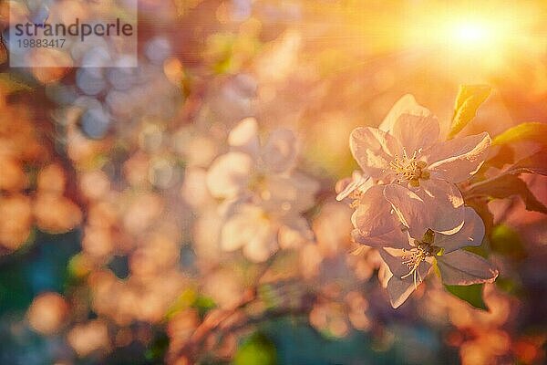 Kleine Zweig der blühenden Apfelbaum Blumen auf unscharfen Hintergrund mit Sonne