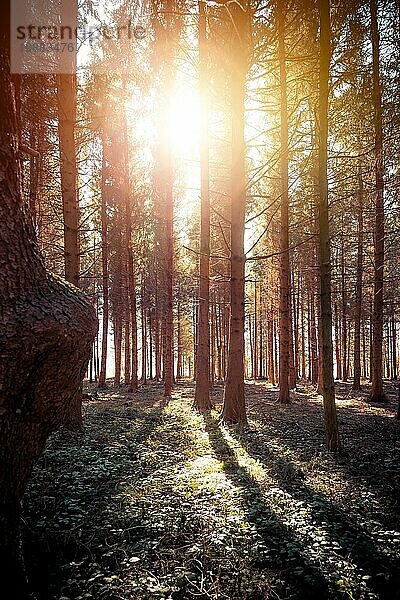 Magischer Sonnenuntergang und Sonnenstrahlen im Wald  Frühling. Baumstämme und Licht