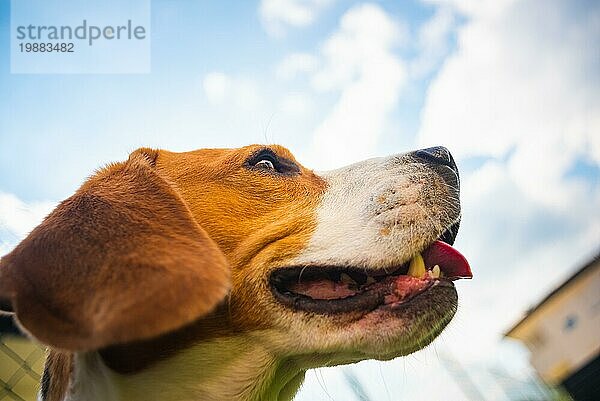 Porträt von Beagle Hund Kopf gegen blaün Himmel mit weißen Wolken in der Mitte des sonnigen Sommertag