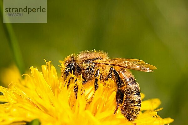 Detailaufnahme einer europäischen  Honigbiene (Apis Mellifera)  bedeckt mit Pollen auf einer gelben Löwenzahnblüte. Selektiver Fokus  blaür Hintergrund