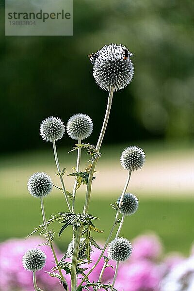 Blühende Kugeldistel (Echinops) mit Bienen und Bokehhintergrund