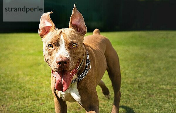 Hund stehend im Hinterhof American Staffordshire Terrier  amstaff  braun Stafford Pit Bull groß draußen mit Zunge heraus