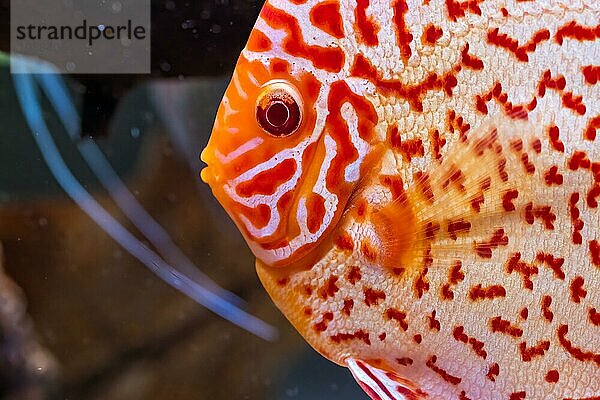 Bunte Fische aus der Gruppe der Diskusfische (Symphysodon) im Aquarium. Nahaufnahme  selektiver Fokus