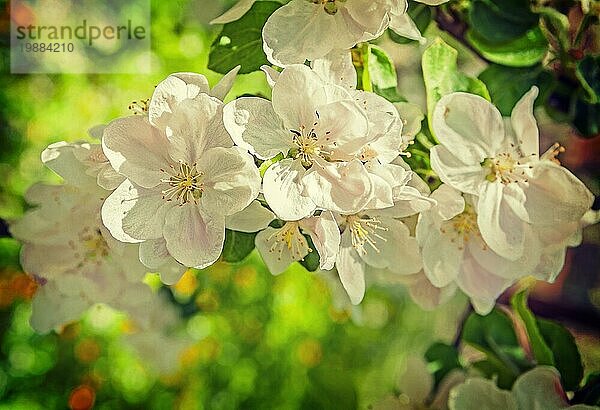 Blumen von Apfelbaum Nahaufnahme Ansicht instagram Stil