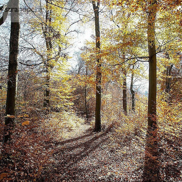 Schöner Wald im Herbst  heller sonniger Tag mit bunten Blättern auf dem Boden