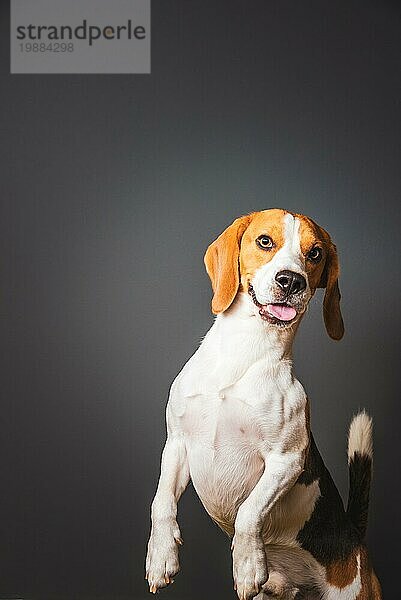 Beagle Hund auf grauem Hintergrund  der auf den Hinterbeinen steht und in Richtung Kamera schaut. Offenen Monat Zunge heraus