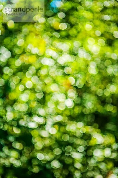 Kunst Hintergrund grün Sommer Bokeh verschwommene Blätter