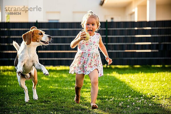 Baby Mädchen läuft mit Beagle Hund im Garten am Sommertag. Haustier mit Kindern Konzept. Hund jagt Kind mit einem Tennisball