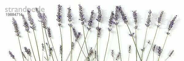 Lavendel (Lavandula) Panorama  Aufnahme von oben auf weißem Hintergrund. blüten panorama banner