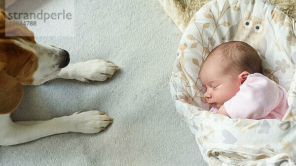 Schlafendes neugeborenes Baby mit Beagle Hund neben ihr. Nettes kleines Mädchen eine Woche alt. Bezaubernd auf der Seite liegend und mit einer Decke zugedeckt. Keine Retusche  neugeborene trockene Haut