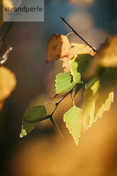 Bunte Blätter im Herbst  unscharfer Hintergrund