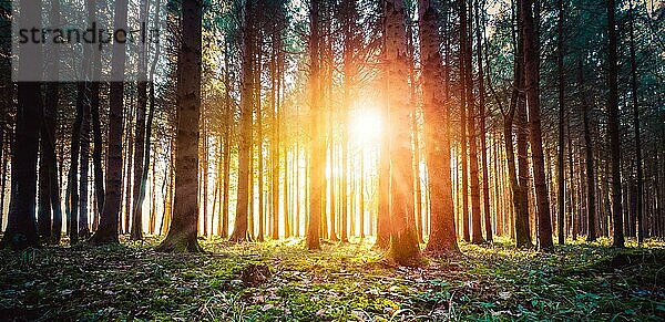 Magischer Sonnenuntergang und Sonnenstrahlen im Wald. Grünes Gras  Baumstämme und Licht