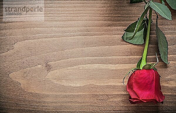 Natürliche aromatische Rose auf Holzbrett Urlaub Konzept