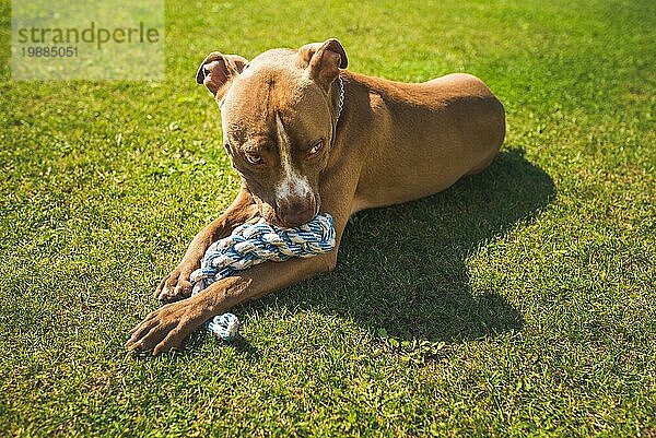 ThemeDog American Staffordshire Terrier  amstaff. Beißt Seil Spielzeug auf grünem Gras. Hund Hintergrund