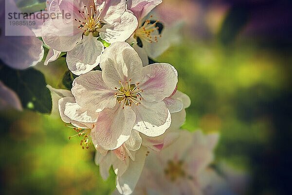 Blumen von Apfelbaum Nahaufnahme instagram Stil