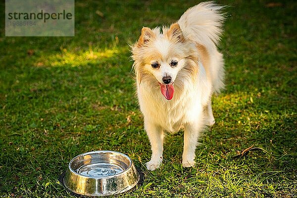 Pomeranian Hund mit herausgestreckter Zunge Großaufnahme Porträt. Hund im Sommer neben Schüssel mit Wasser