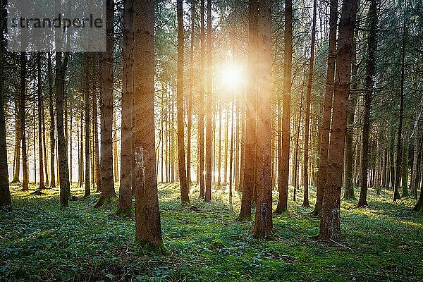 Magischer Sonnenuntergang und Sonnenstrahlen im Wald. Grünes Gras  Baumstämme und Licht