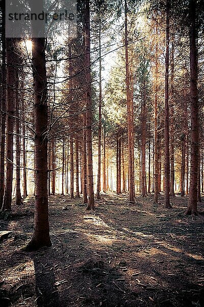 Magischer Sonnenuntergang und Sonnenstrahlen im Wald  Frühling. Baumstämme und Licht