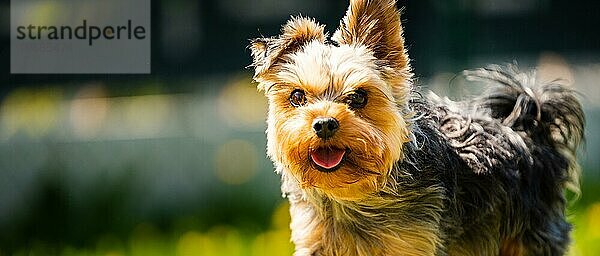 Lustiger Yorkshire Terrier Hund  der im Gras voller Löwenzahn im Hinterhof auf die Kamera zuläuft