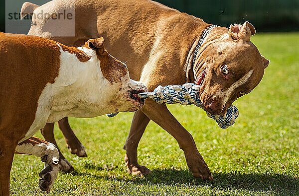 Zwei Hunde amstaff terrier spielen tug of war draußen Junger und alter Hund Spaß im Hinterhof. Hundethema