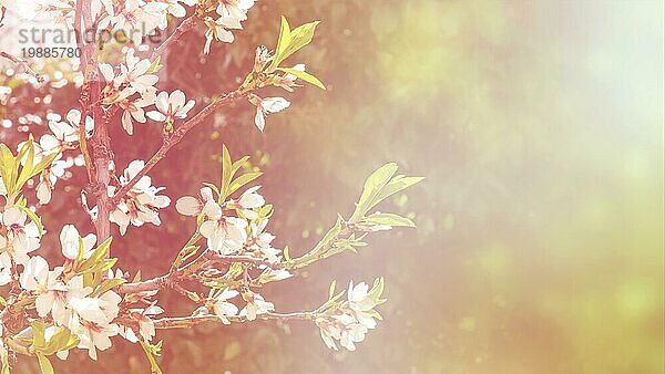 Blühende Mandelblüten auf einem unscharfen Hintergrund mit Kopierraum  selektiver Fokus  getöntes Bild