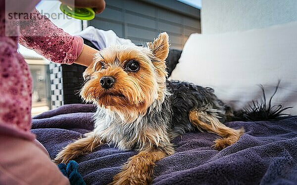 Porträt einer schönen kleinen 2 Jahre altes Mädchen in roten Hut mit Yorkshireterrier Hund auf Sofa im Hinterhof. Haustiere mit Kindern Konzept