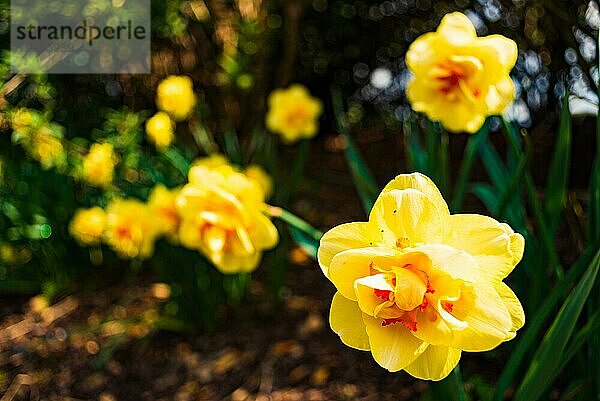 Gelbe Narzisse (Narcissus) blüht im Frühling. Natur Blumen Hintergrund mit selektivem Fokus