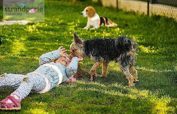 Kind mit einem Yorkshire Hund auf einem grünen Gras im Hinterhof Spaß haben. Kind mit Hund zu Hause Konzept