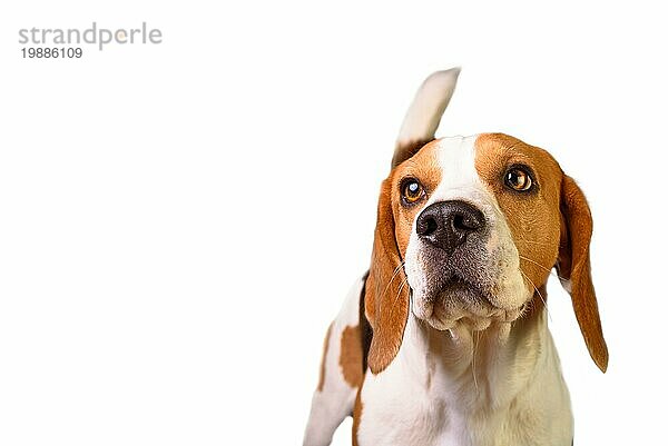 Porträt eines jungen Beagle Rüden auf weißem Hintergrund. Isolierter Ausschnitt mit Kopierraum