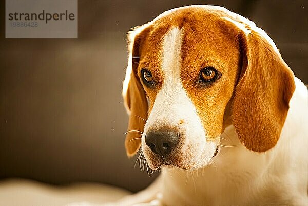 Hund im Haus auf einem Sofa Porträt in hellen Raum. Hund Hintergrund. Kopf Nahaufnahme