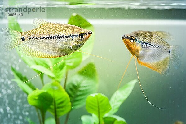 Zwei Mosaikfadenfisch (Trichopodus leerii) Süßwasseraquarium Fische im Aquarium. Aquarien Konzept. Selektiver Fokus