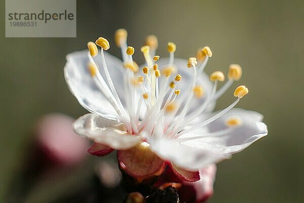 Blühende weiße Blume Makro natürlichen Frühling Hintergrund Nahaufnahme