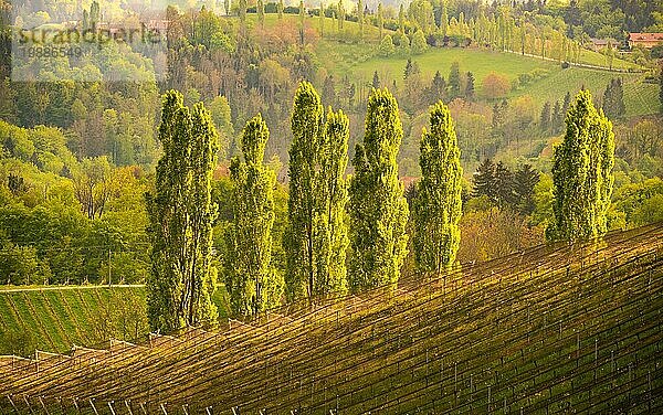 Pappelbäume Weinstraßengebiet Südsteiermark  Weinland im Frühling. Touristisches Ziel. Grüne Hügel und Weintraubenernte